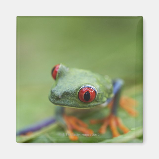 Roter mit Augen Baumfrosch (Agalychnis callidryas) Magnet (Vorne)