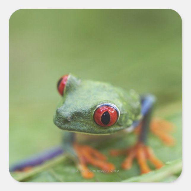 Roter mit Augen Baumfrosch (Agalychnis callidryas) Quadratischer Aufkleber (Vorderseite)