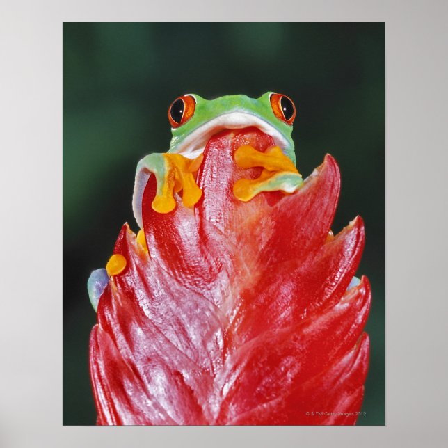 Roter Mit Augen Baumfrosch am Leaf Poster (Vorne)