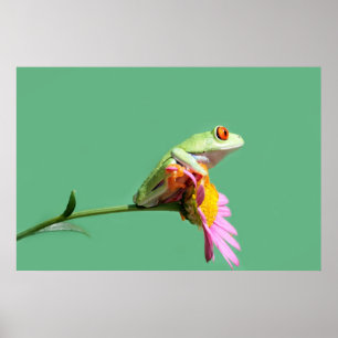 roter mit Augen Baumfrosch Poster