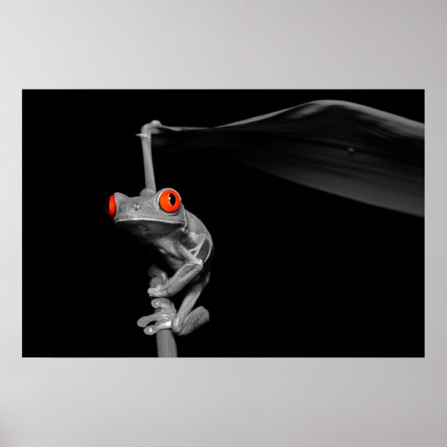 Roter Mit Augen Baumfrosch Poster (Vorne)