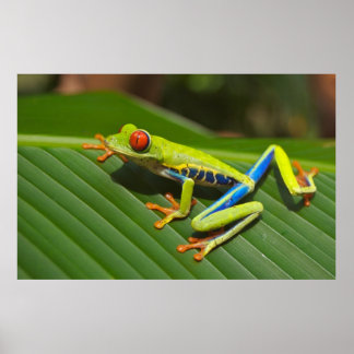 Roter mit Augen Baumfrosch Poster