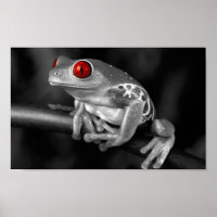 Roter Mit Augen Baumfrosch