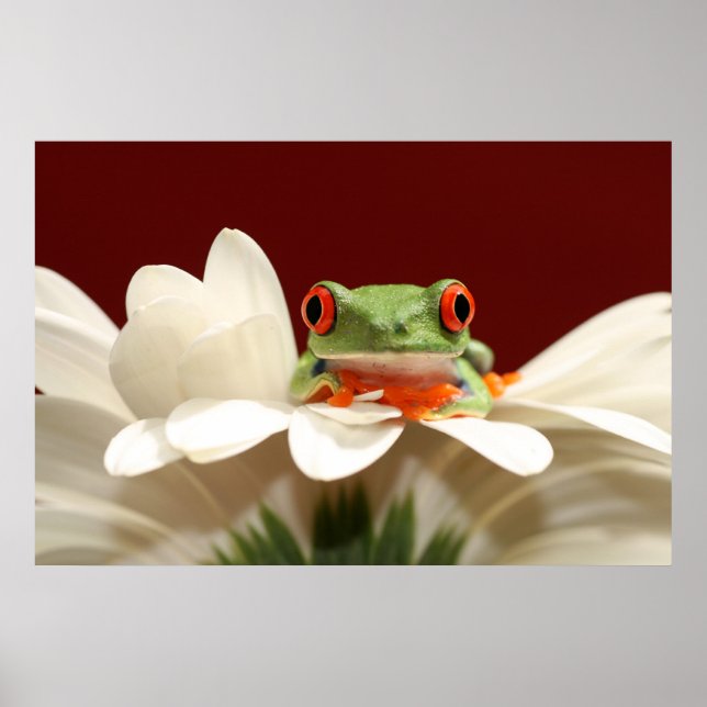 Roter mit Augen Baumfrosch Poster (Vorne)