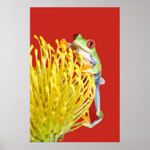 Roter mit Augen Baumfrosch Poster