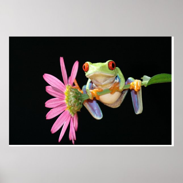 Roter mit Augen Baumfrosch Poster (Vorne)