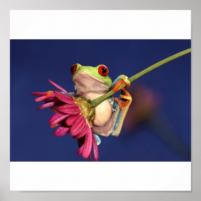 Roter mit Augen Baumfrosch Poster (Vorne)