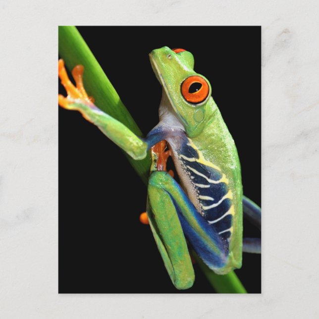 Roter mit Augen Baumfrosch Postkarte (Vorderseite)