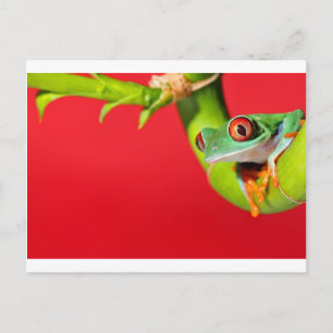 Roter mit Augen Baumfrosch Postkarte