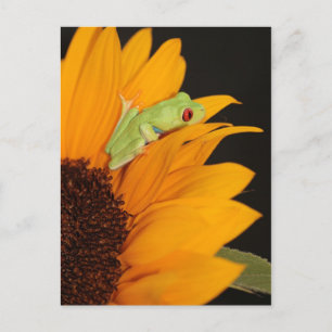 Roter mit Augen Baumfrosch Postkarte