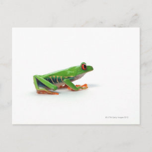 Roter mit Augen Baumfrosch Postkarte