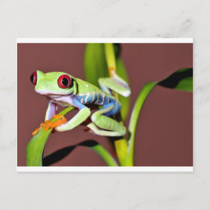 Roter mit Augen Baumfrosch Postkarte