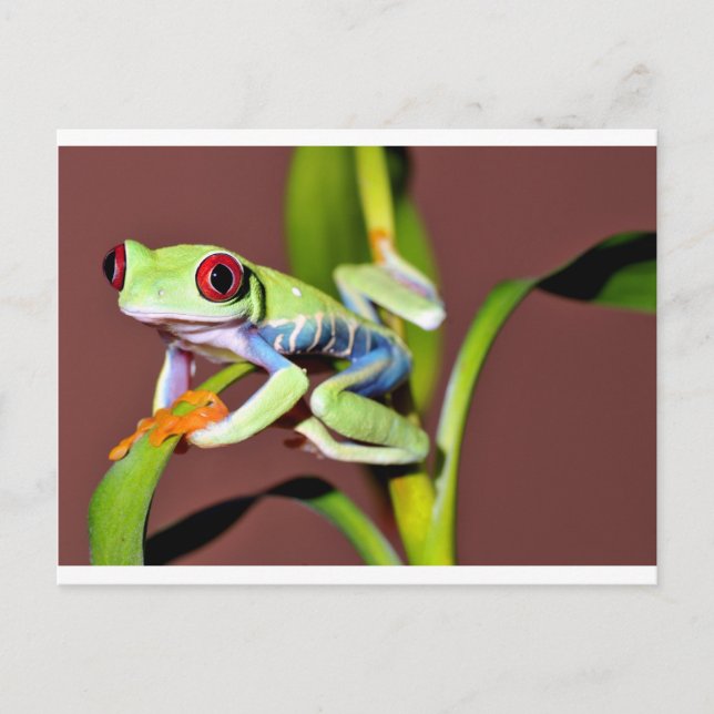 Roter mit Augen Baumfrosch Postkarte (Vorderseite)