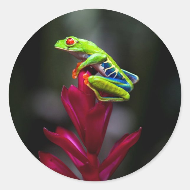 Roter mit Augen Baumfrosch Runder Aufkleber (Vorderseite)