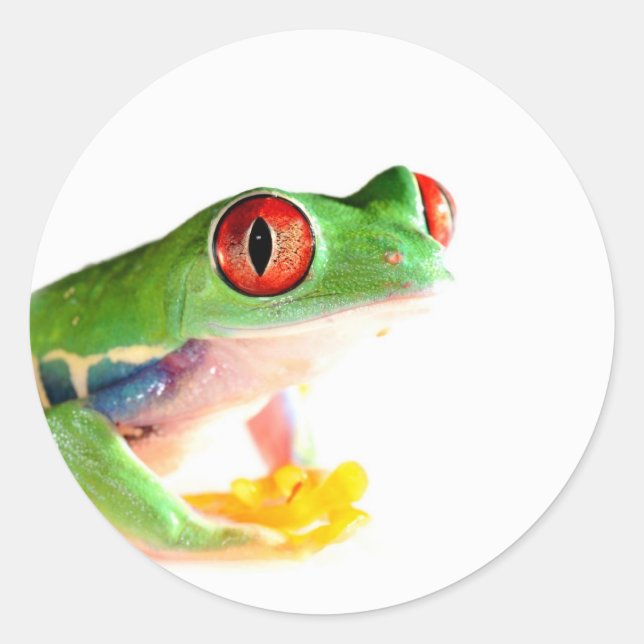 Roter mit Augen Baumfrosch Runder Aufkleber (Vorderseite)
