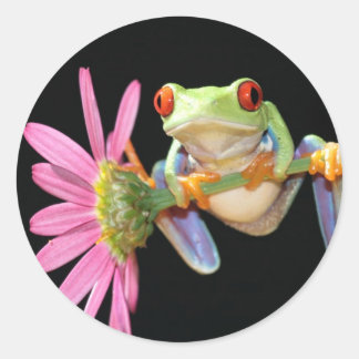 Roter mit Augen Baumfrosch Runder Aufkleber