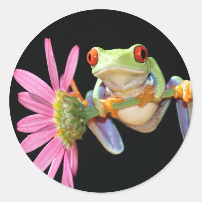 Roter mit Augen Baumfrosch Runder Aufkleber (Vorderseite)