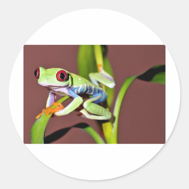roter mit Augen Baumfrosch Runder Aufkleber (Vorderseite)