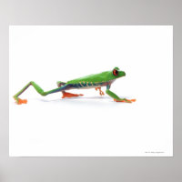 Roter mit Augen Frosch