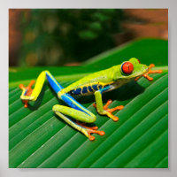 Roter mit Augen tropischer Regenwaldfrosch
