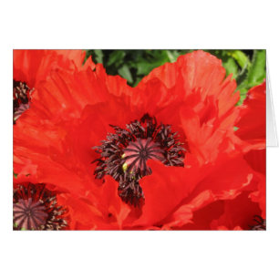 Roter Mohn