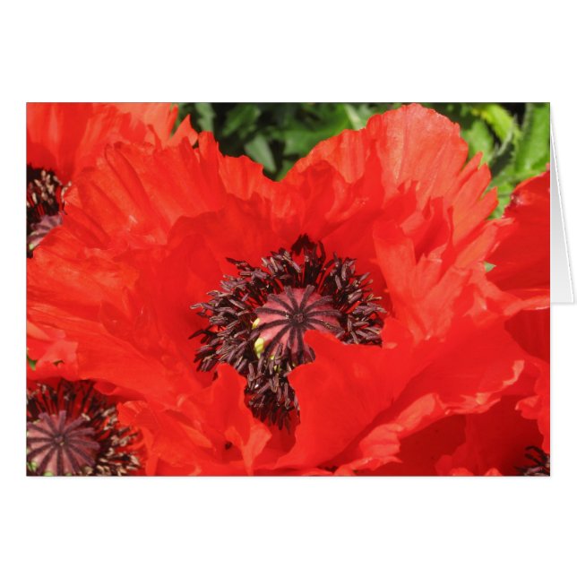 Roter Mohn (Vorderseite (Horizontal))