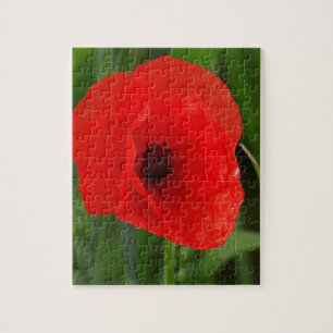 Roter Mohn