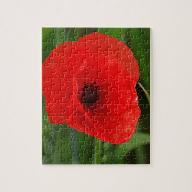Roter Mohn (Vertikal)
