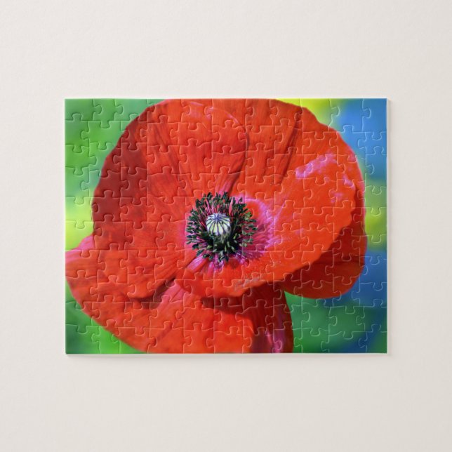 Roter Mohn auf dem Sonnenschein (Horizontal)