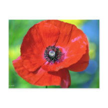 Roter Mohn auf dem Sonnenschein