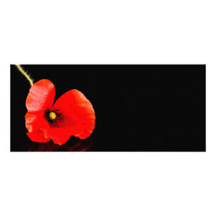 Roter Mohn aus Single auf schwarz Werbekarte