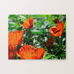 Roter Mohn Blume Garten