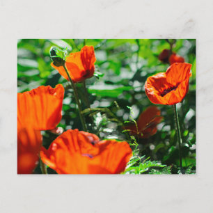 Roter Mohn Blume Garten Postkarte