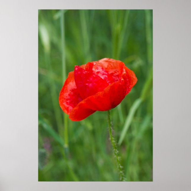 Roter Mohn-Blume Poster (Vorne)