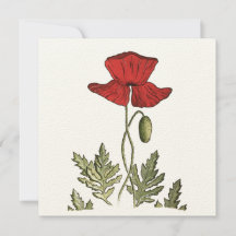 Roter Mohn