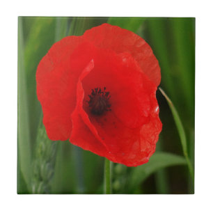 Roter Mohn Fliese