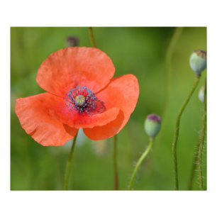 Roter Mohn Fotodruck