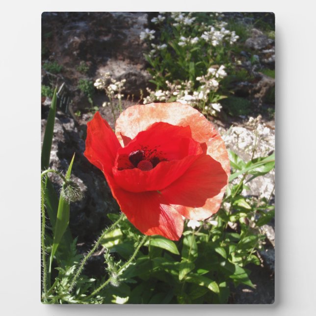 Roter Mohn Fotoplatte (Vorderseite)
