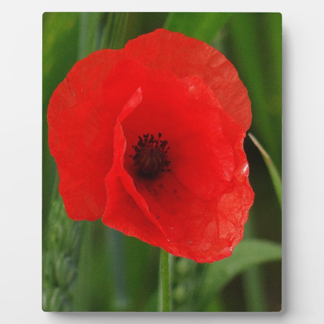 Roter Mohn Fotoplatte (Vorderseite)