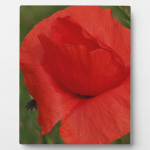 Roter Mohn Fotoplatte