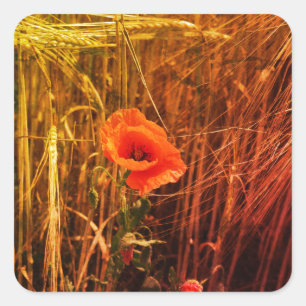 Roter Mohn im Erntedank des Goldenen Weizenfeldes Quadratischer Aufkleber