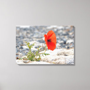 Roter Mohn in der Leinwand des Bürgersteigs