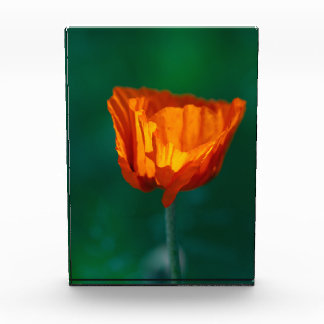 Roter Mohn Makrofotografie Poster Fotoblock