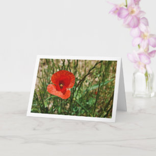 Roter Mohn-Porträt Karte