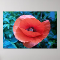 Roter Mohn.