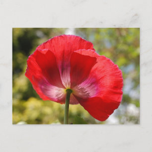 Roter Mohn Postkarte