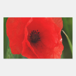 Roter Mohn Rechteckiger Aufkleber