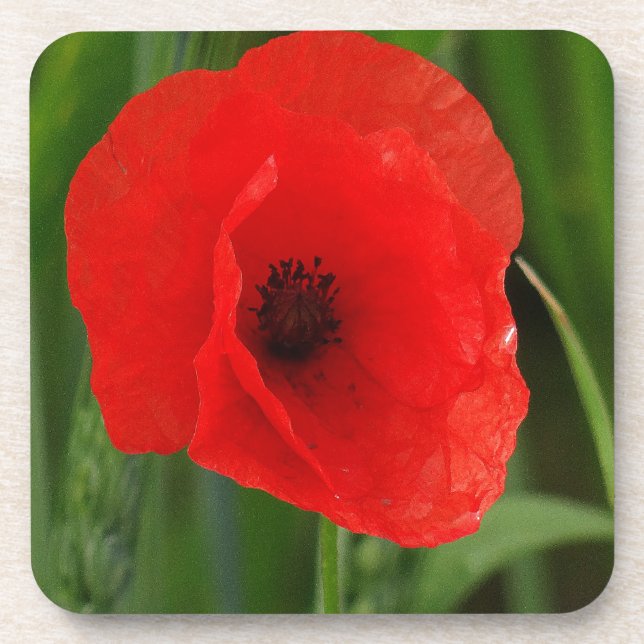 Roter Mohn Untersetzer (Vorderseite)