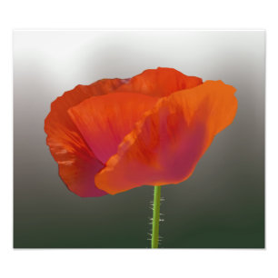 Roter Mohnblumen-Blume Foto-Druck Fotodruck