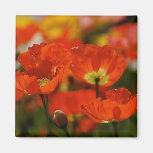 Roter Mohnblumen-Magnet Magnet
